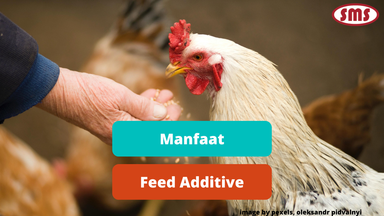 Manfaat Pemberian Feed Additive Pada Ayam Broiler